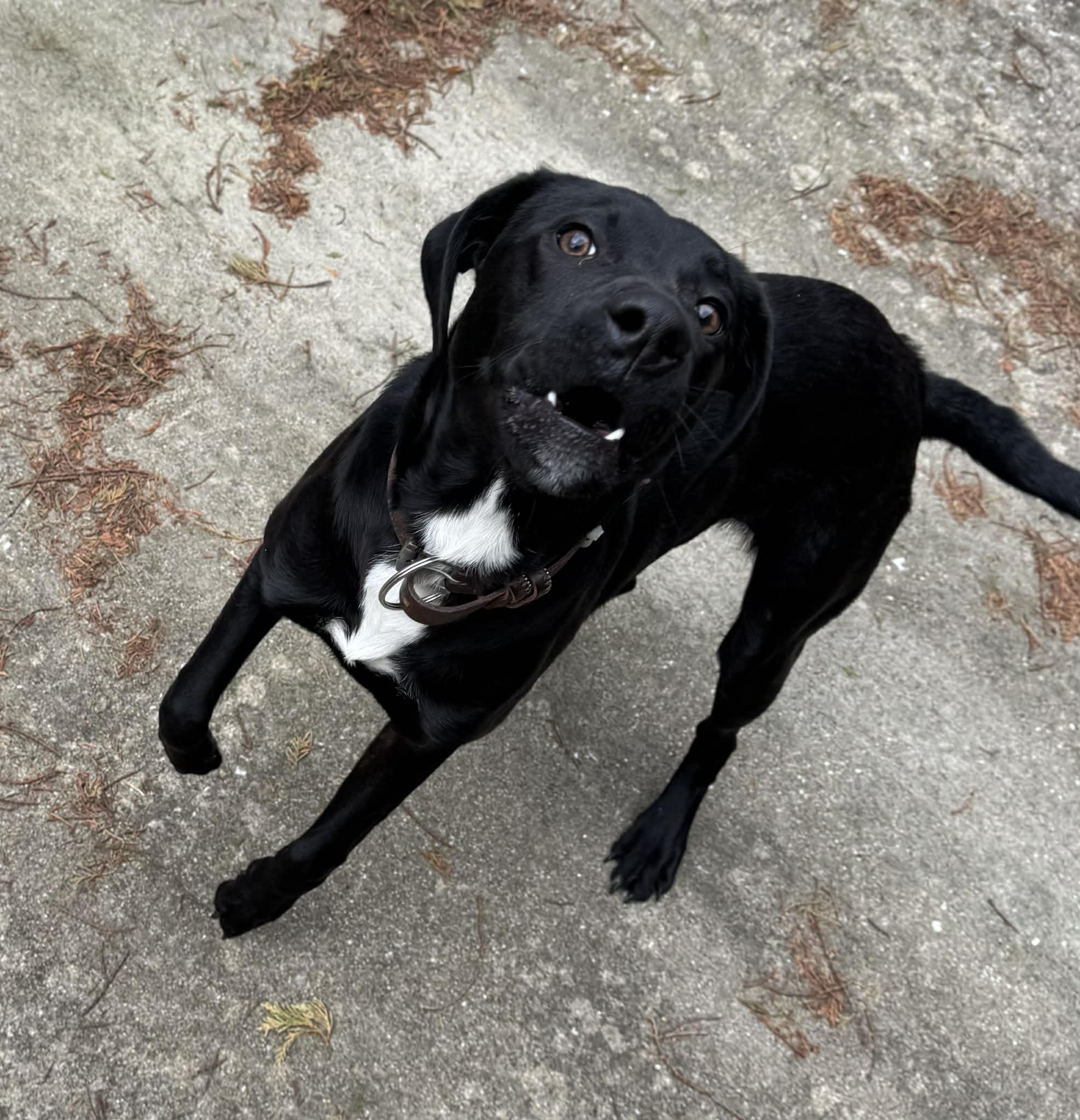 Enlarge Lucky, a ADOPTABLE mixed breed in Greeneville, TN image 4/6
