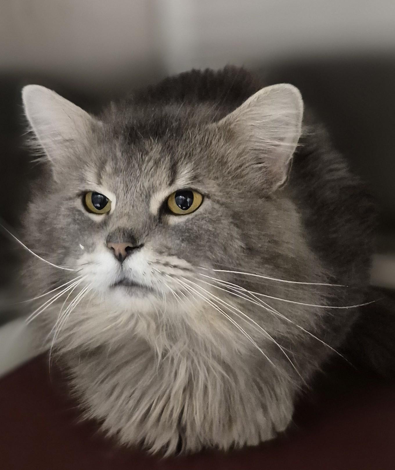 Enlarge Mr. Muffin, a ADOPTABLE Domestic Long Hair in Bluffton, IN image 1/1