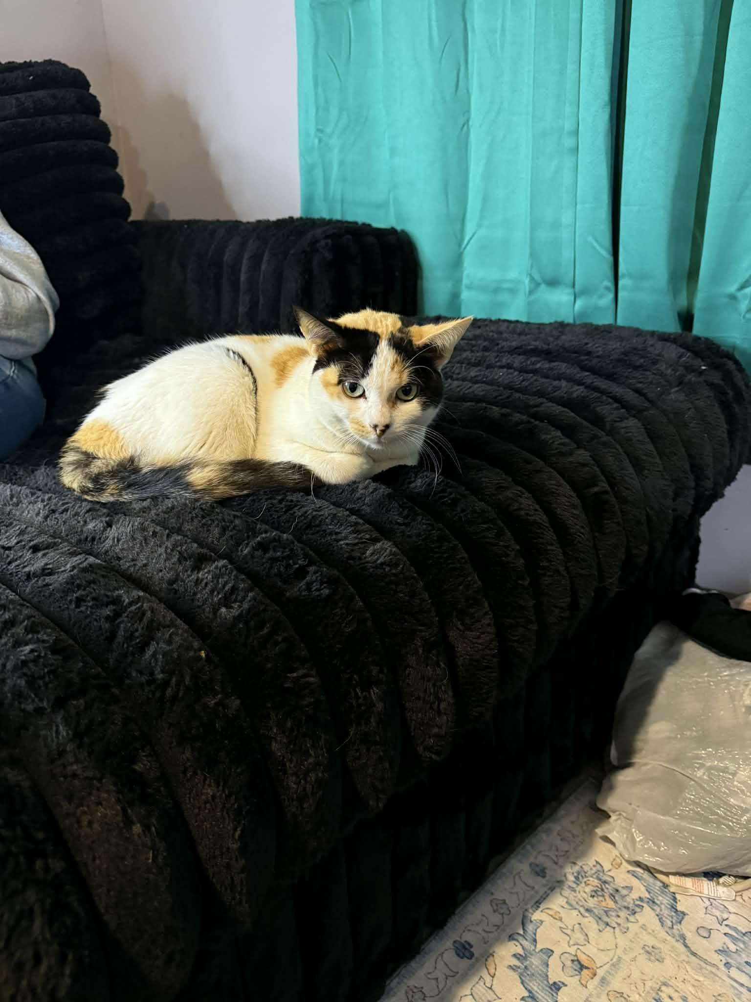 Sheba, a Adoptable Calico in Hope, RI image 4/6