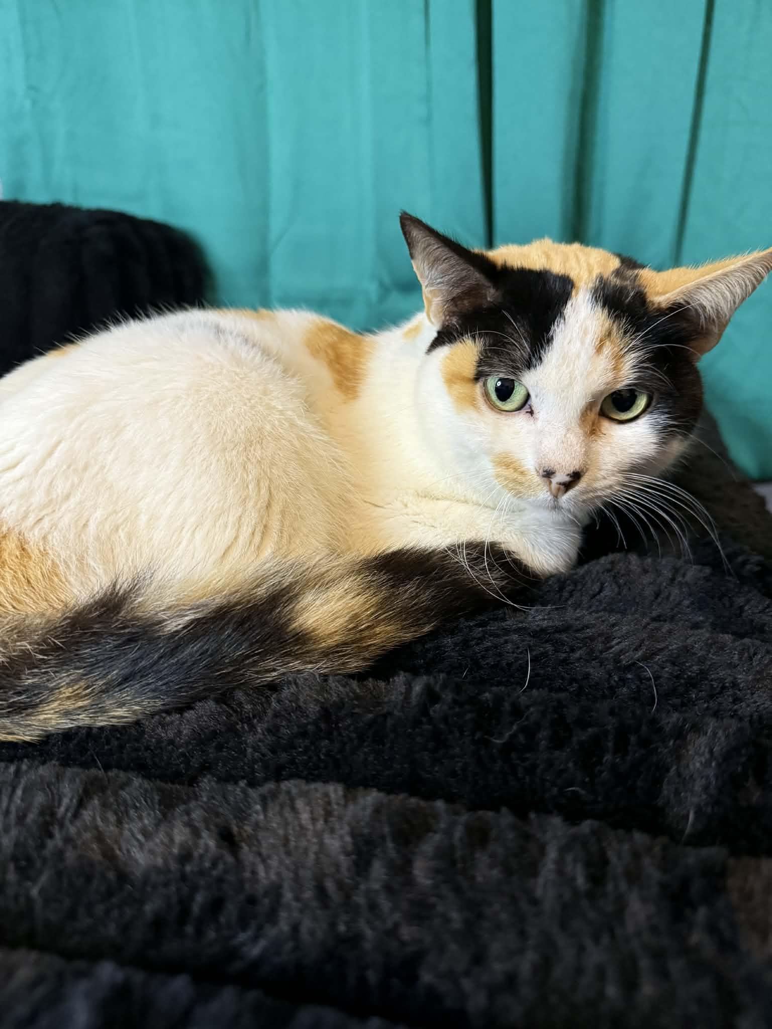Sheba, a Adoptable Calico in Hope, RI image 6/6