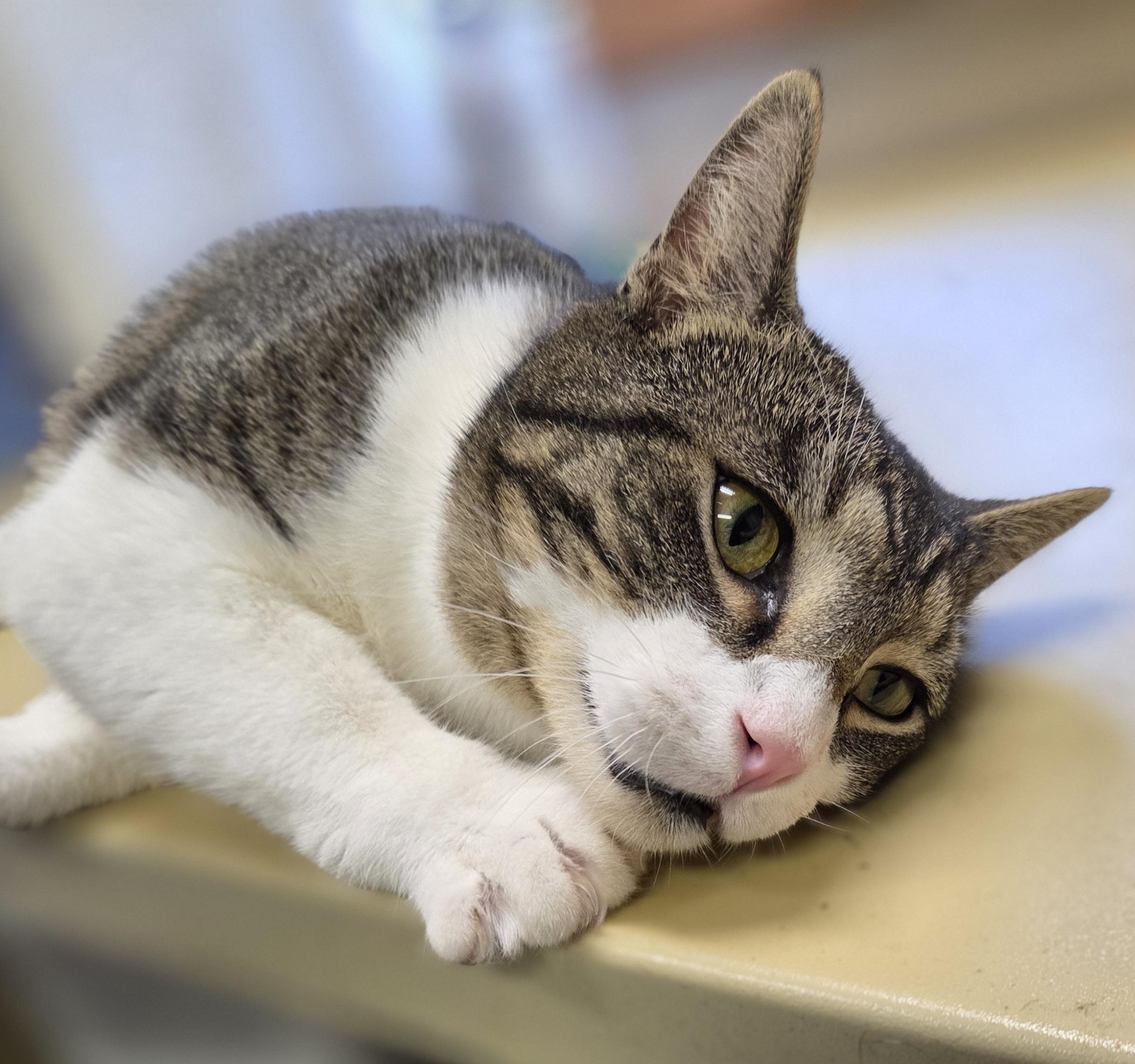 Bistro, ADOPTABLE, Young Male Domestic Short Hair.