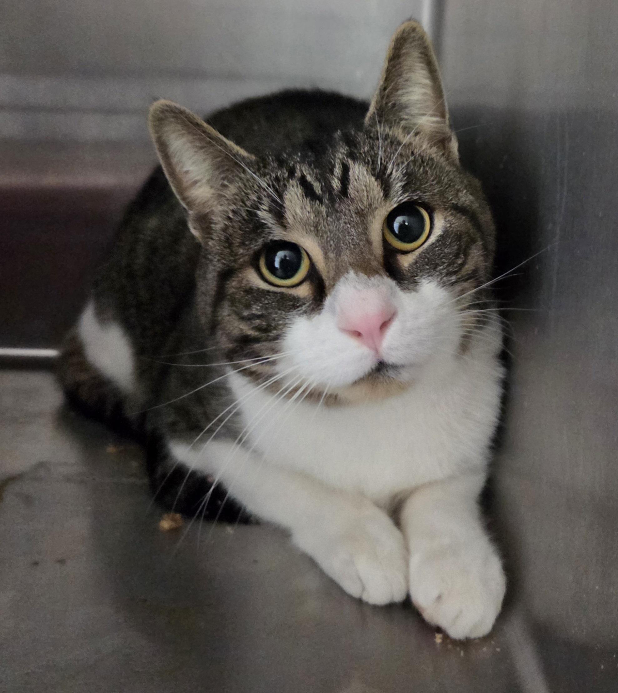 Enlarge Bistro, a ADOPTABLE Domestic Short Hair in Mansfield Center, CT image 4/4