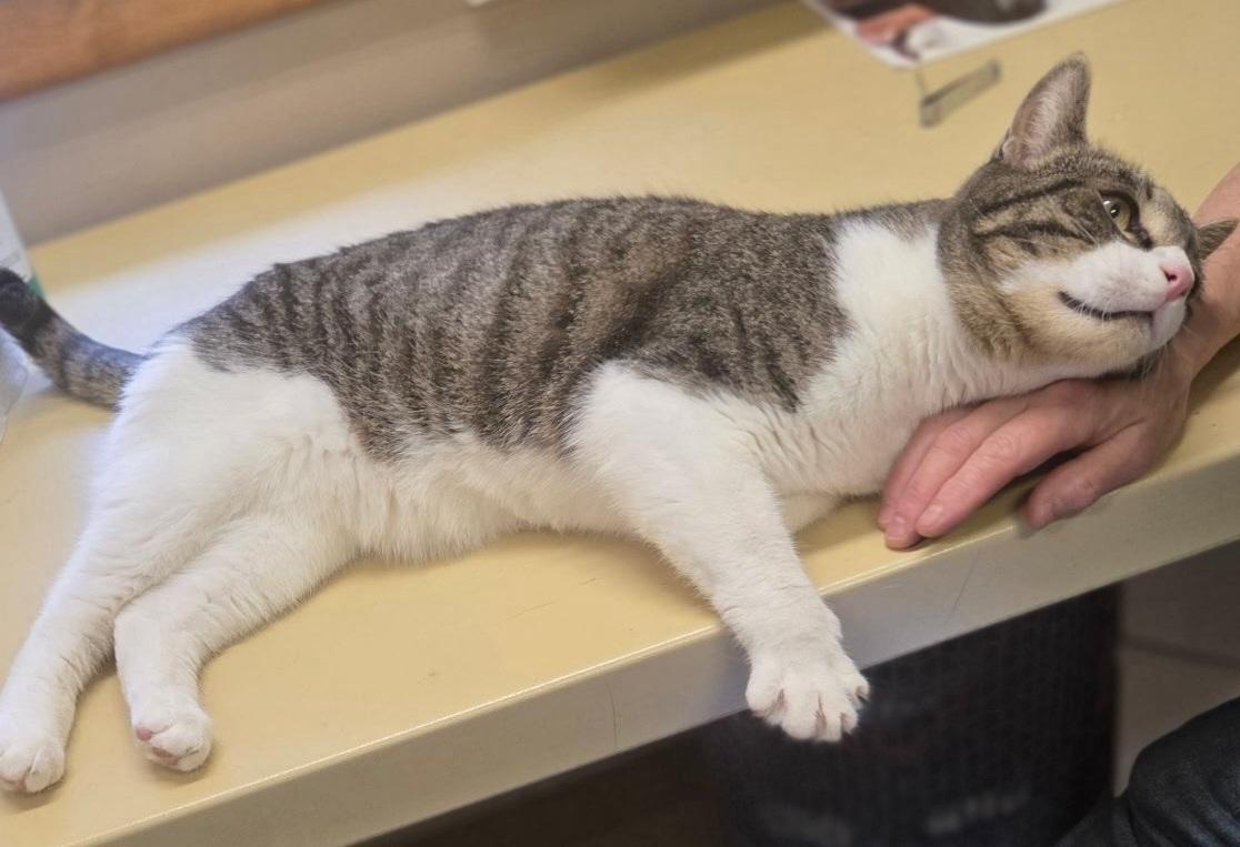 Enlarge Bistro, a ADOPTABLE Domestic Short Hair in Mansfield Center, CT image 3/4