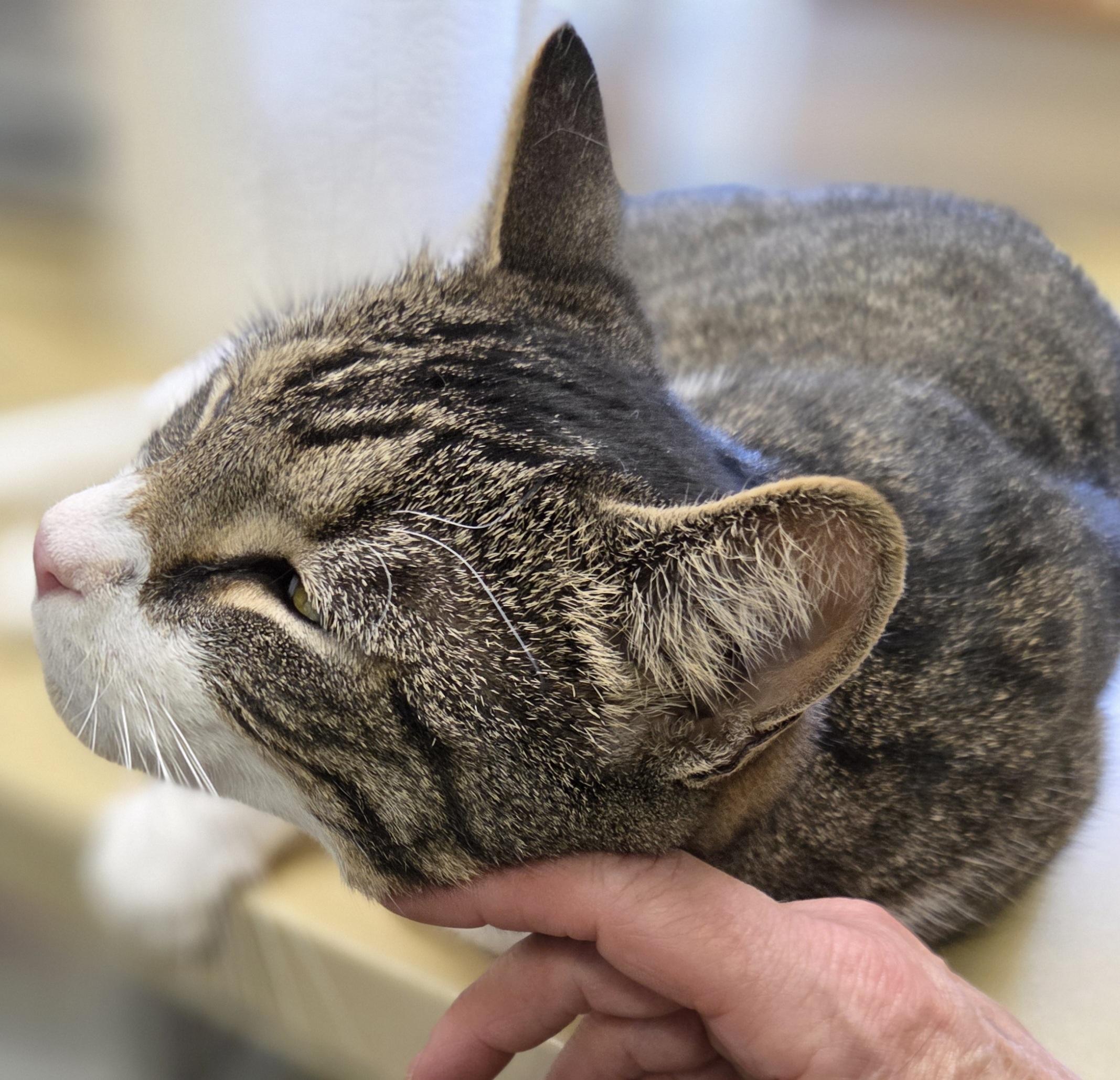 Enlarge Bistro, a ADOPTABLE Domestic Short Hair in Mansfield Center, CT image 2/4