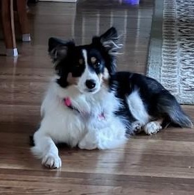 Daphne