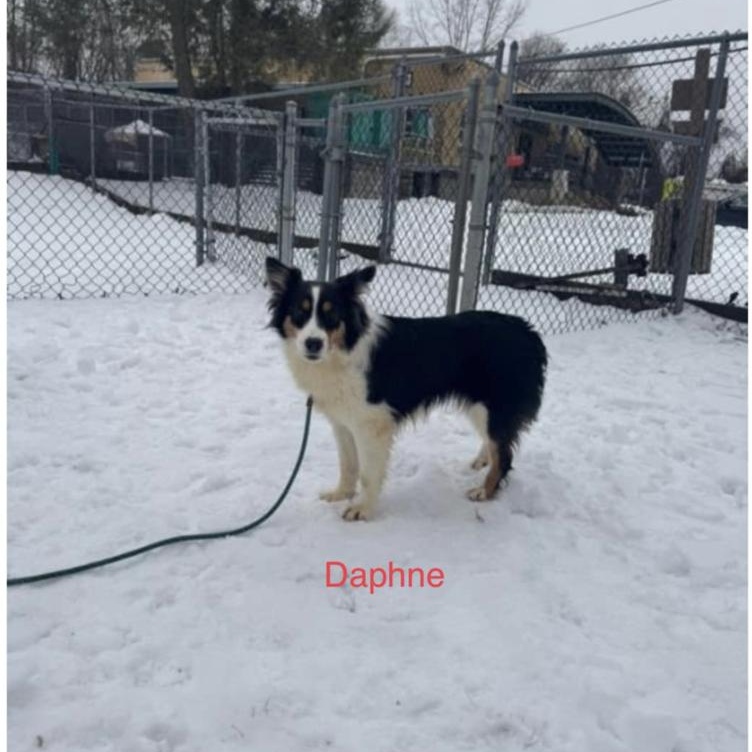 Daphne photo 6