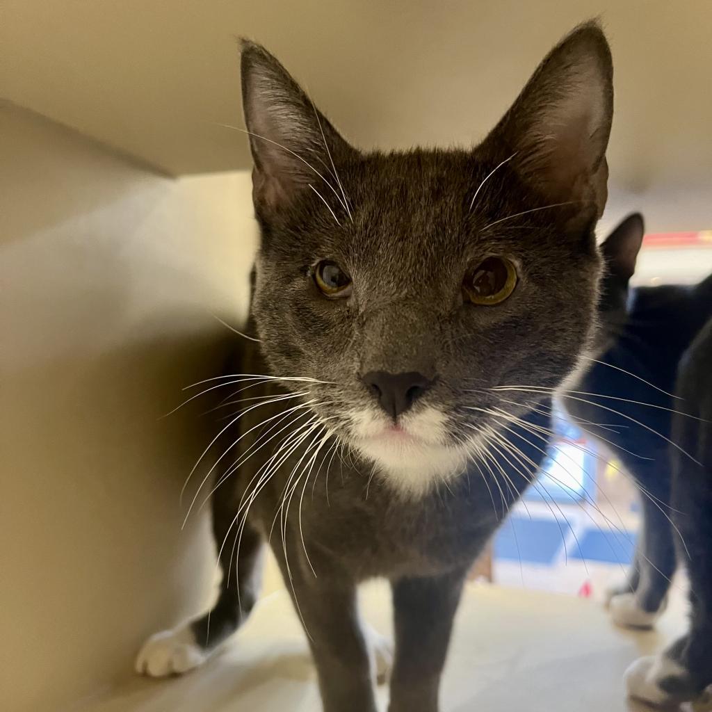 Bobby Brady, Adoptable, Adult Male Domestic Short Hair.