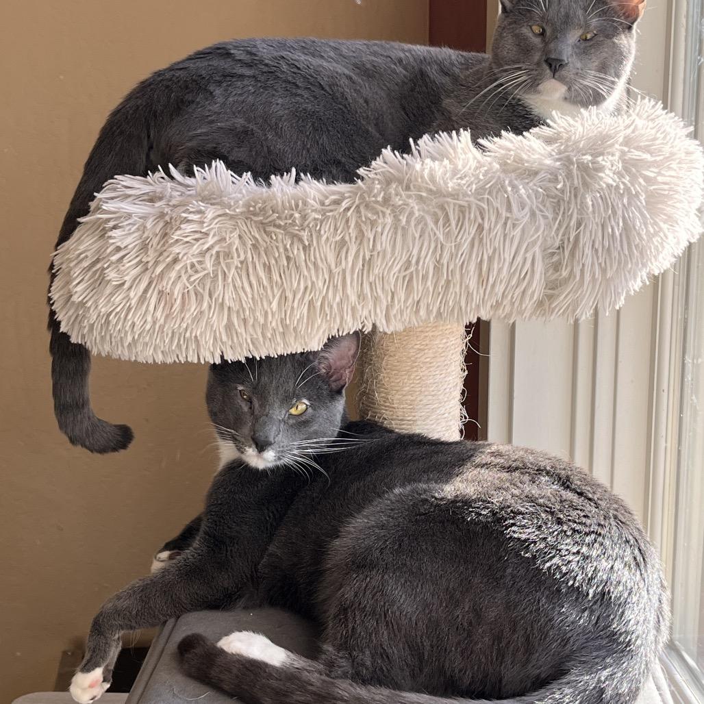 Enlarge Bobby Brady, a Adoptable Domestic Short Hair in Pacific Grove, CA image 2/6