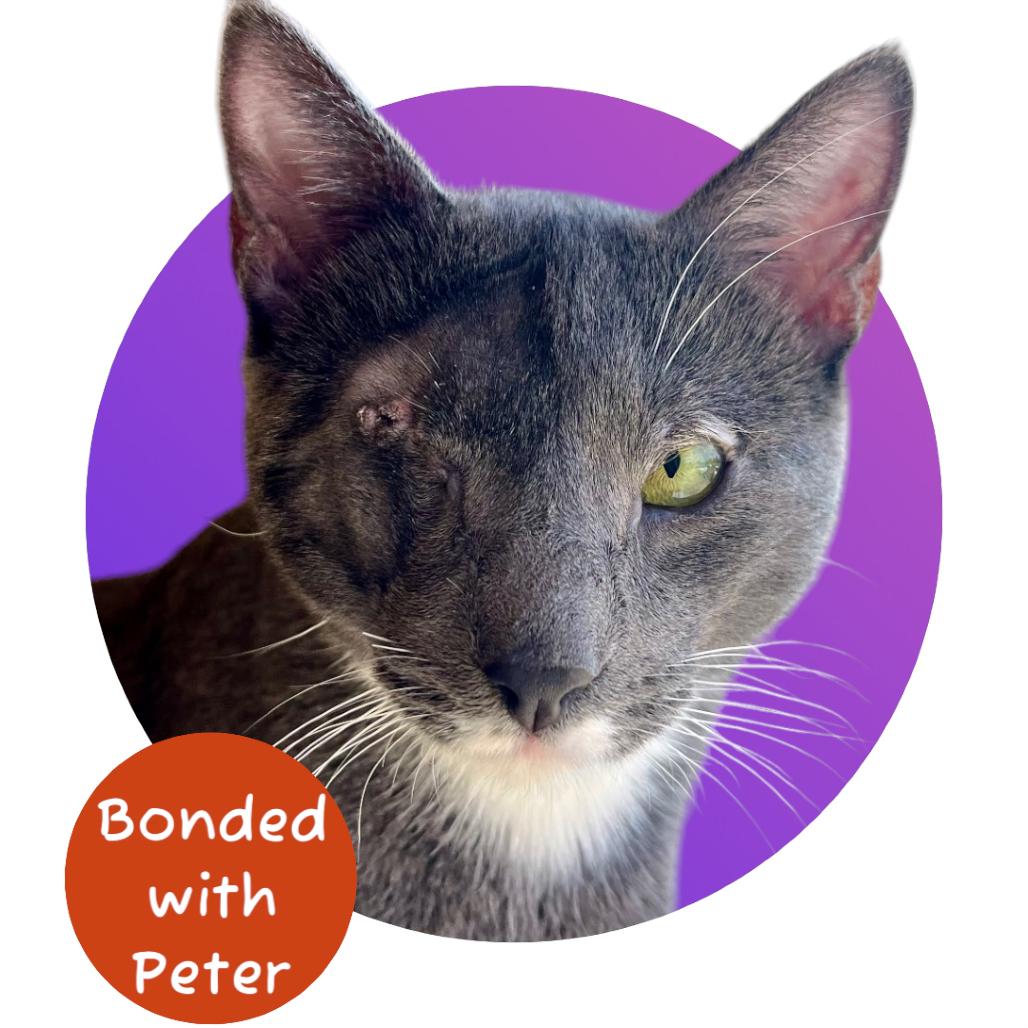 Enlarge Bobby Brady, a Adoptable Domestic Short Hair in Pacific Grove, CA image 3/6
