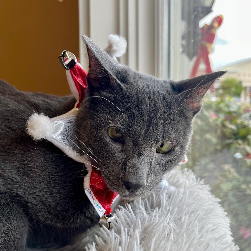 Enlarge Bobby Brady, a Adoptable Domestic Short Hair in Pacific Grove, CA image 4/6