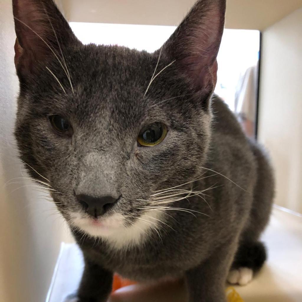 Enlarge Bobby Brady, a Adoptable Domestic Short Hair in Pacific Grove, CA image 5/6