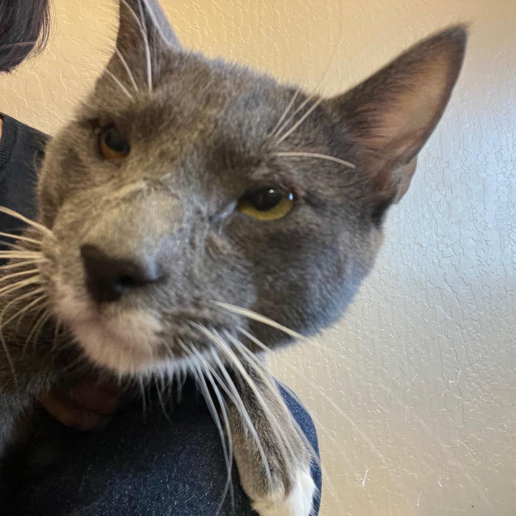 Enlarge Bobby Brady, a Adoptable Domestic Short Hair in Pacific Grove, CA image 6/6