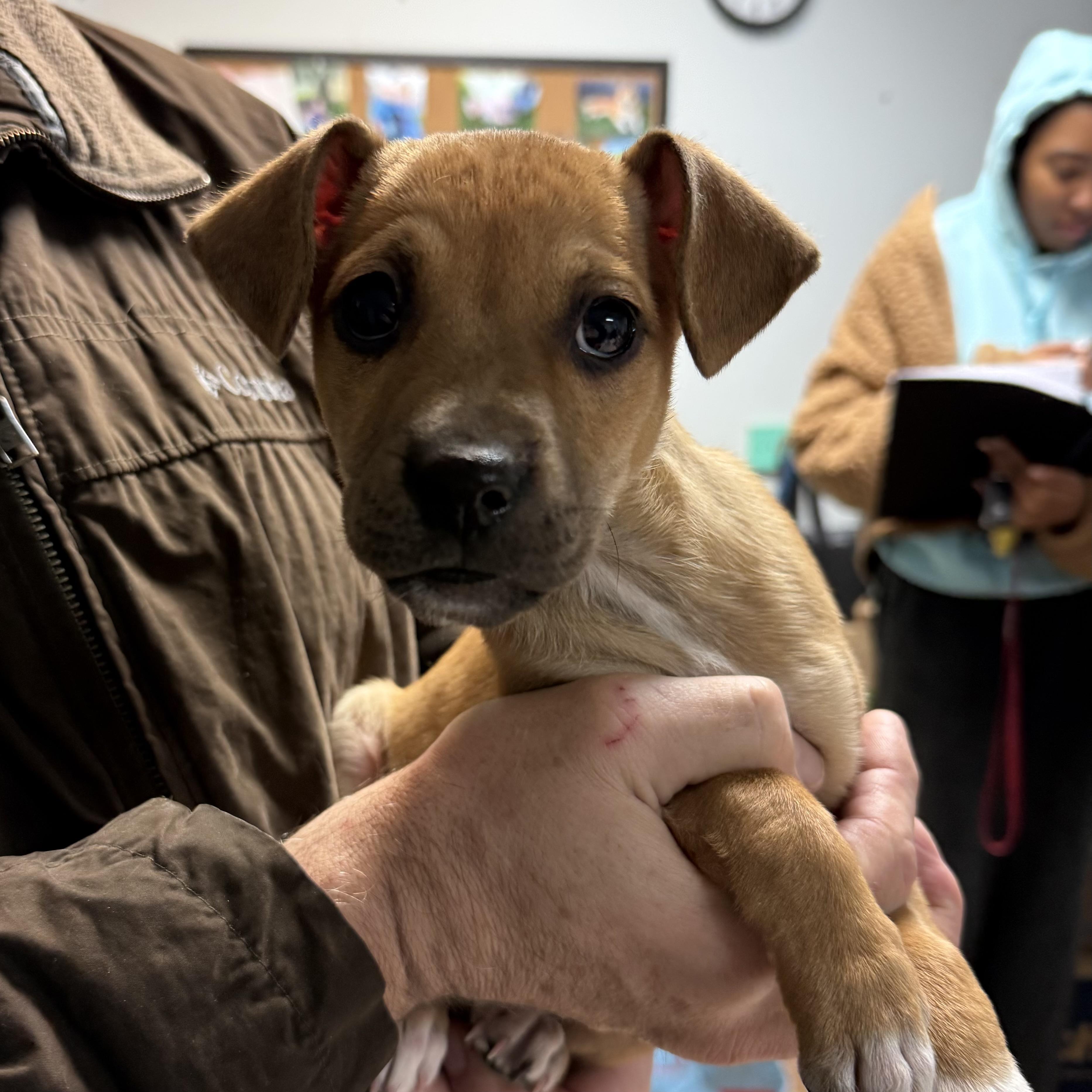 Kelpie — thumbnail 3