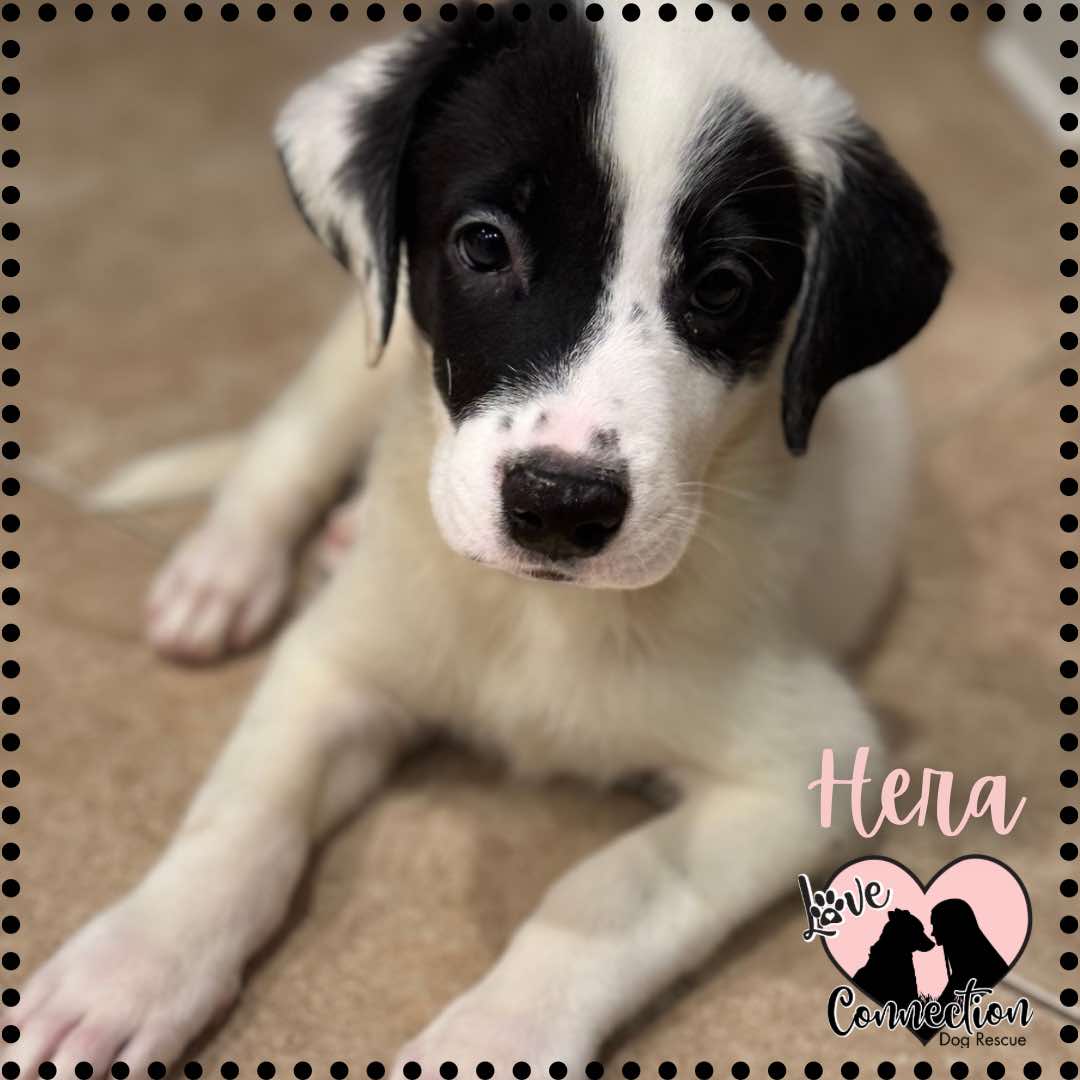 Hera, an adopted American Staffordshire Terrier in Gilbert, AZ_image-1