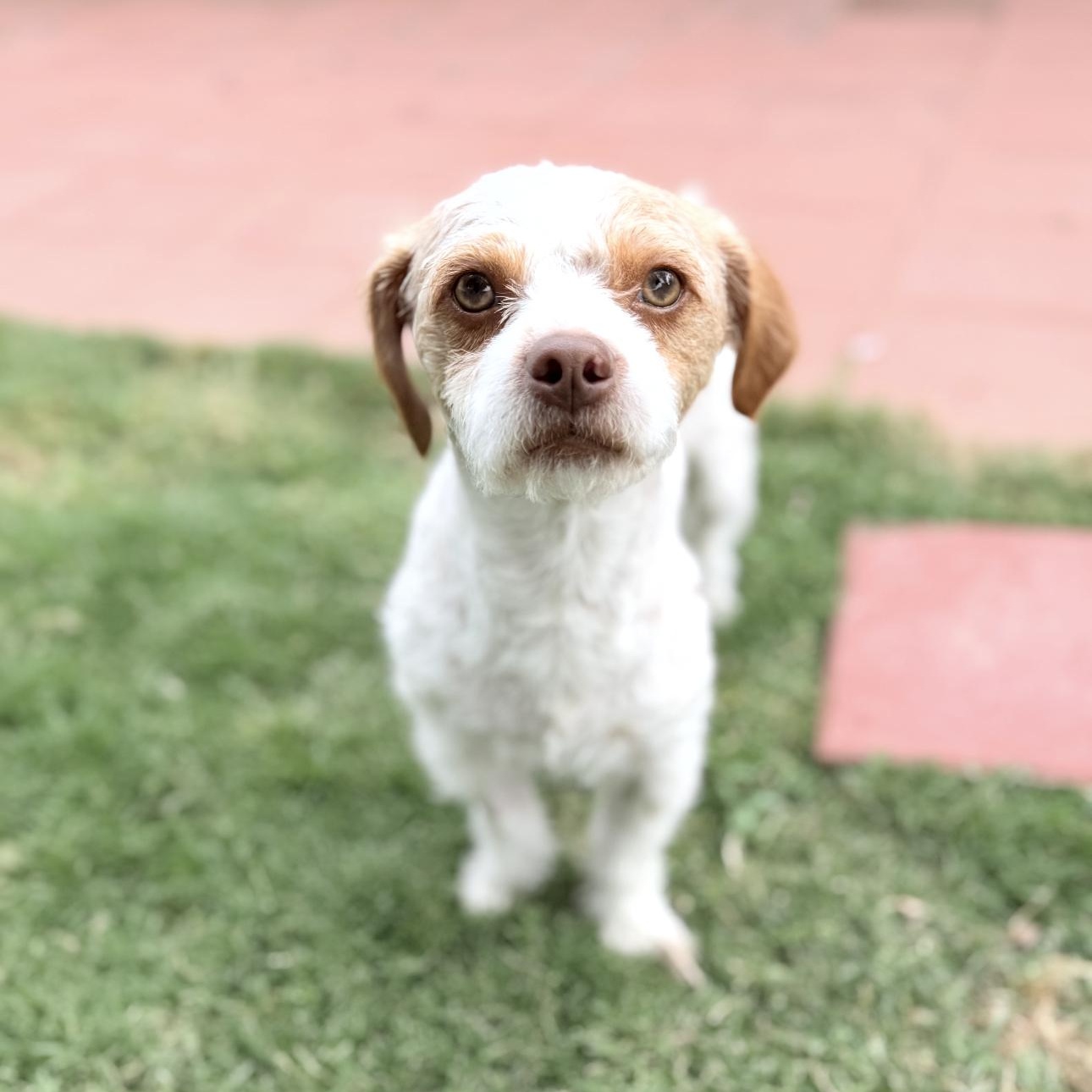 Enlarge Soldier , a ADOPTABLE mixed breed in Riverside, CA image 3/4