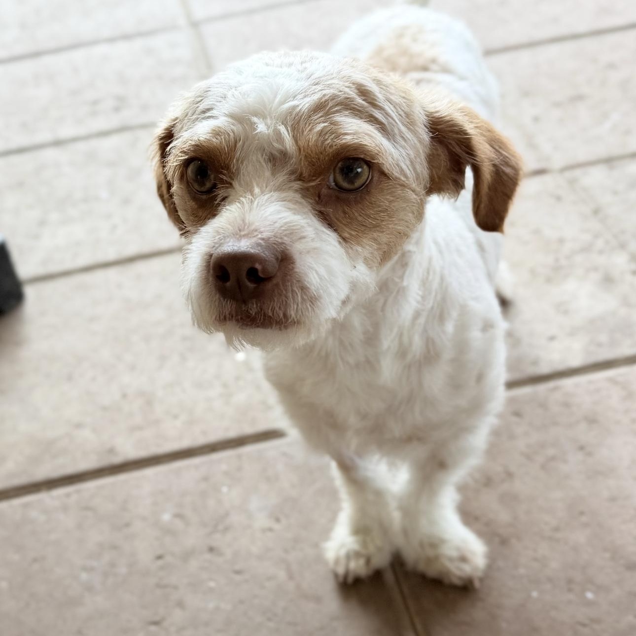 Enlarge Soldier , a ADOPTABLE mixed breed in Riverside, CA image 2/4