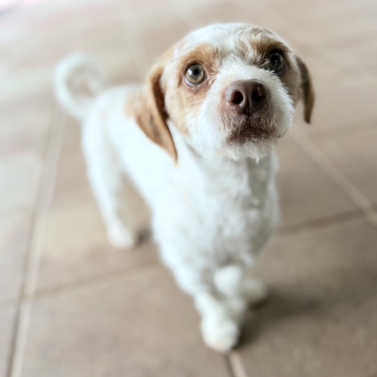 Soldier , ADOPTABLE, Adult Male Terrier.