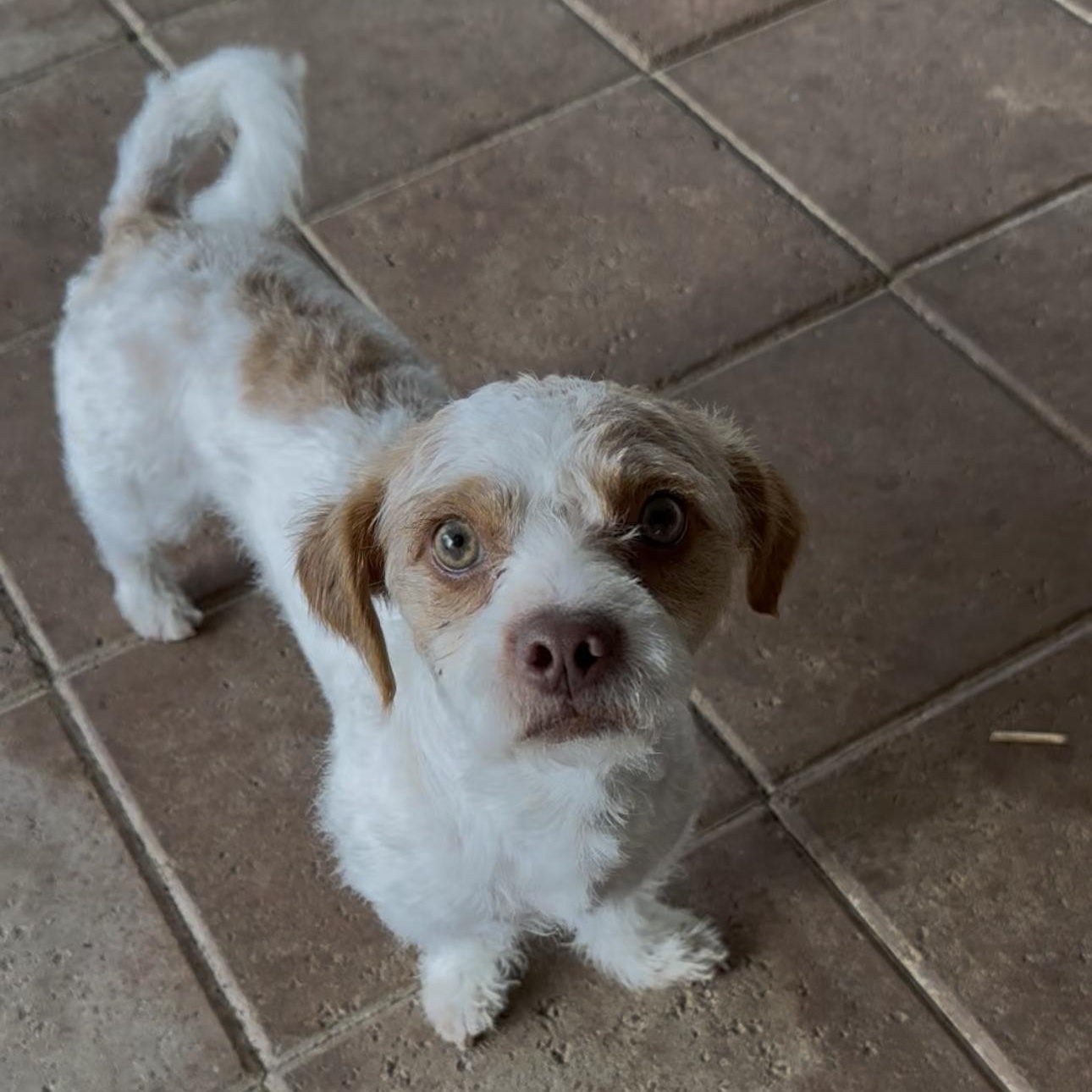 Enlarge Soldier , a ADOPTABLE mixed breed in Riverside, CA image 4/4