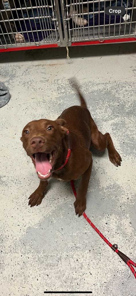 Enlarge Sable, a Adoptable mixed breed in Winnsboro, SC image 1/2