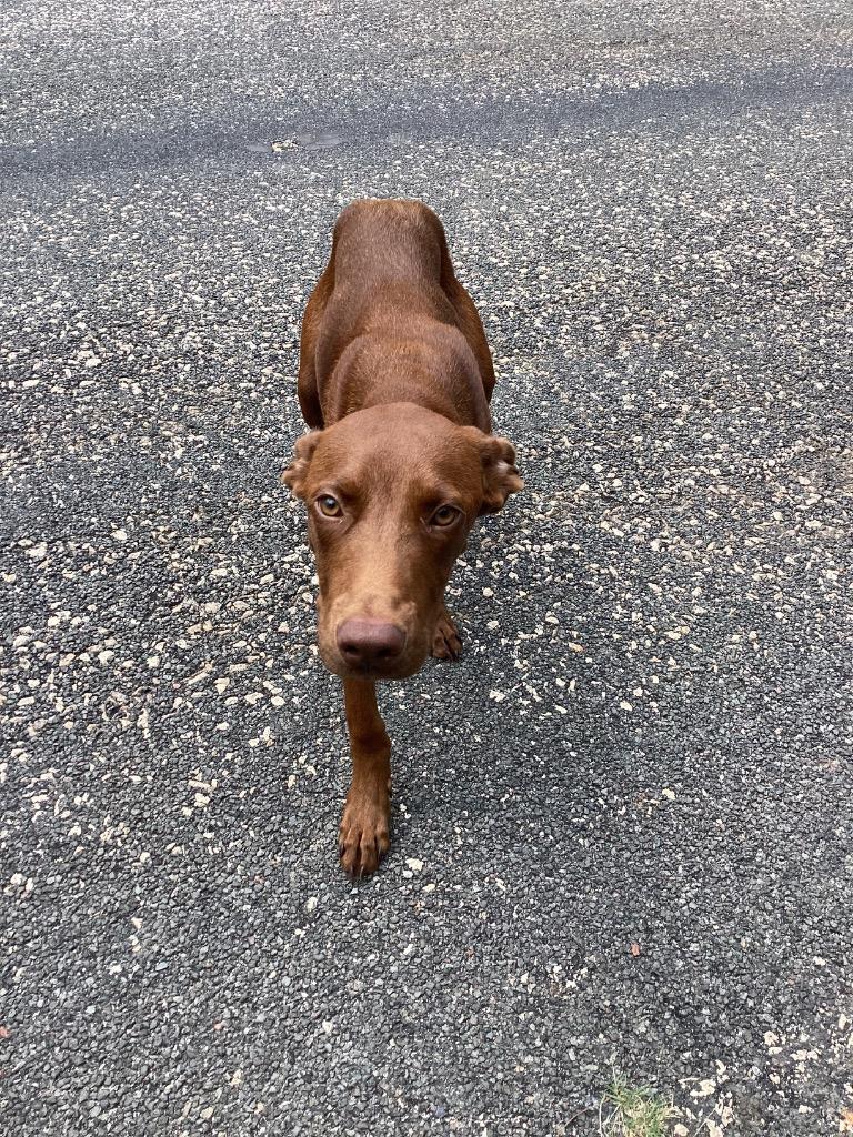 Enlarge Sable, a Adoptable mixed breed in Winnsboro, SC image 2/2