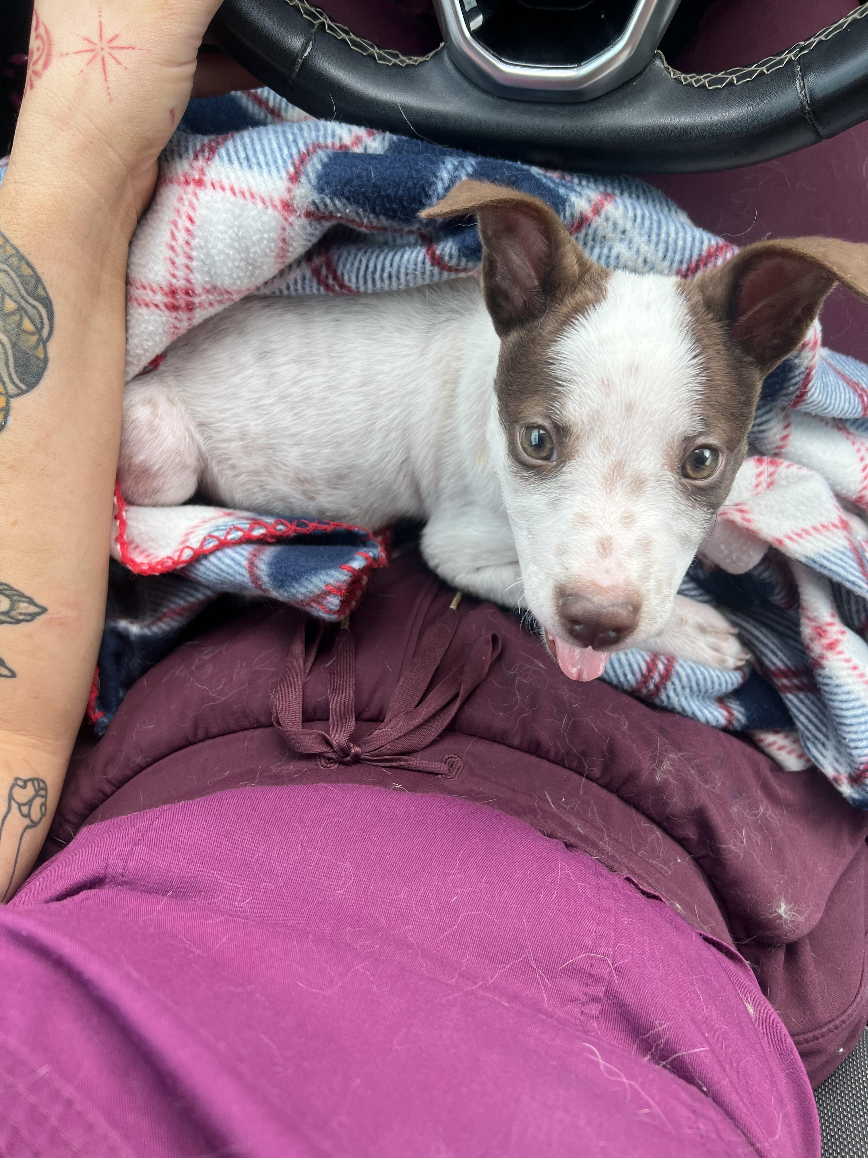 Chalupa, a ADOPTABLE mixed breed in San Antonio, TX image 3/3