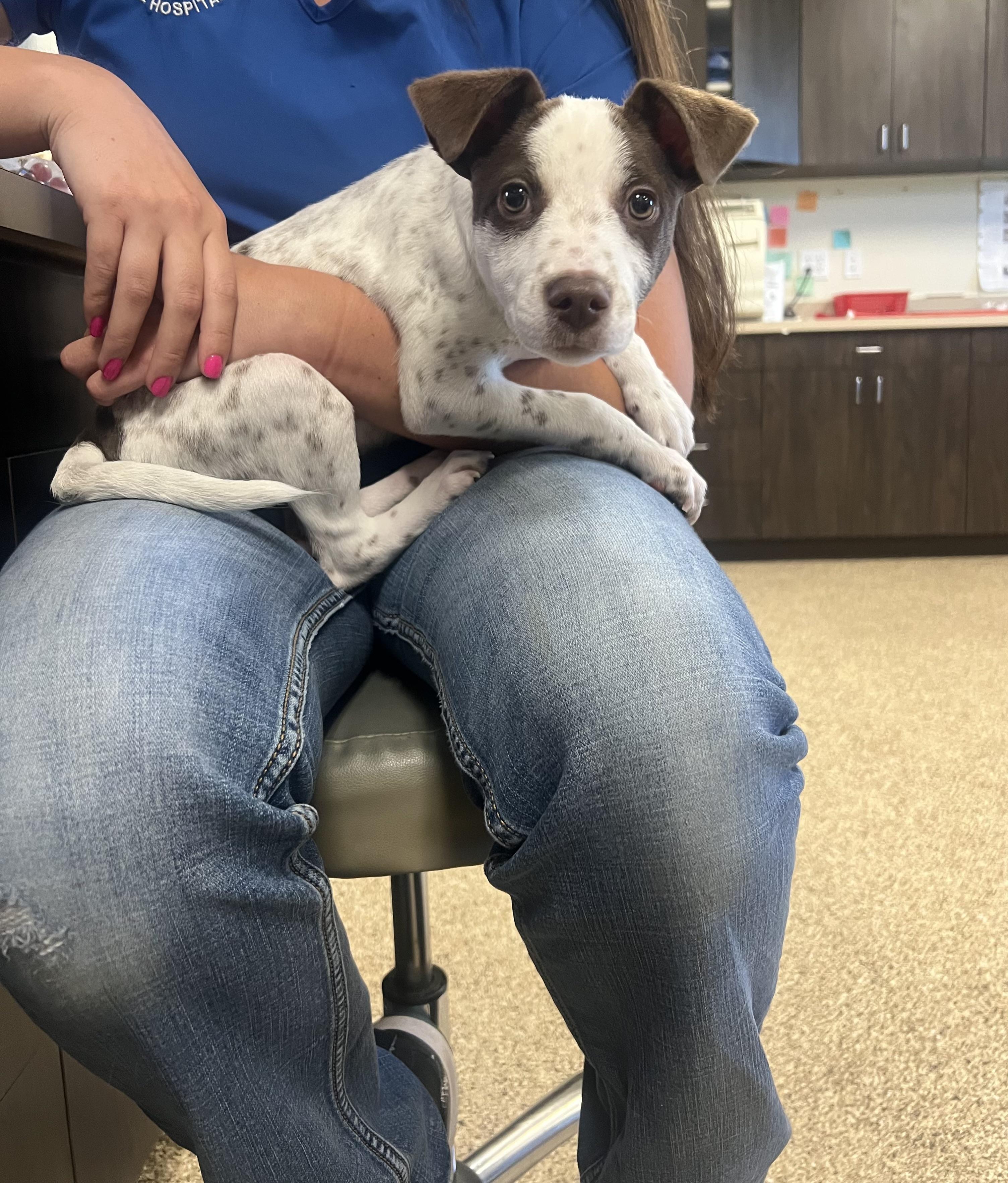 Chalupa, a ADOPTABLE mixed breed in San Antonio, TX image 1/3