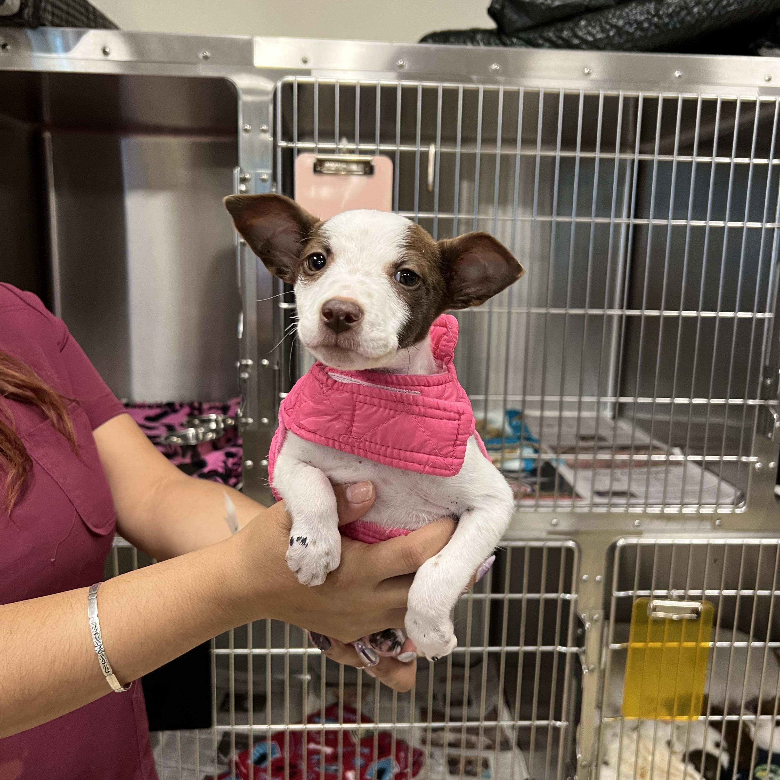 Chalupa, a ADOPTABLE mixed breed in San Antonio, TX image 2/3