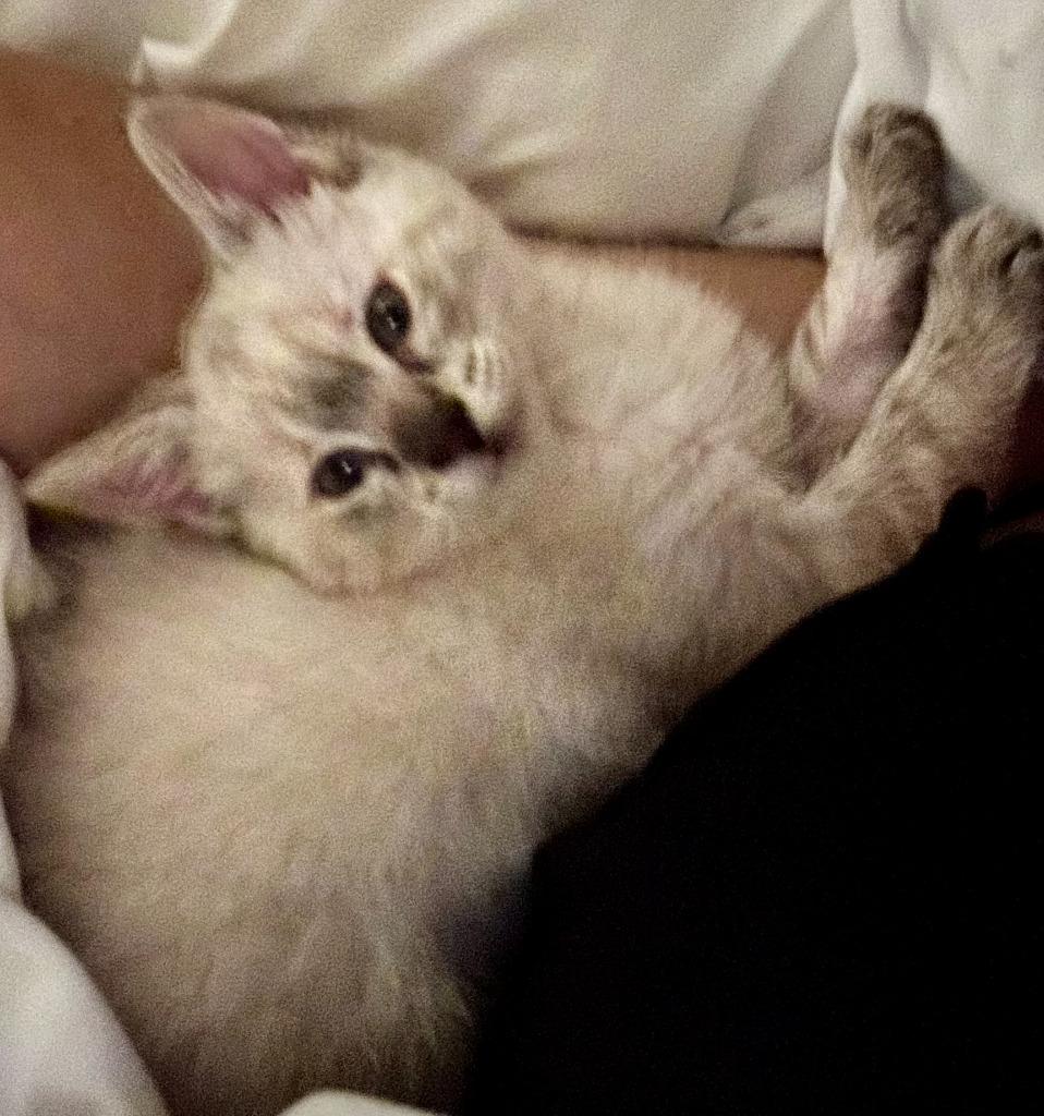 Marlow ( Sushi ), Adopted, Kitten Female Domestic Short Hair.