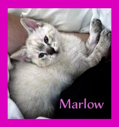 Enlarge Marlow ( Sushi ), a Adopted mixed breed in Hoover , AL image 2/2