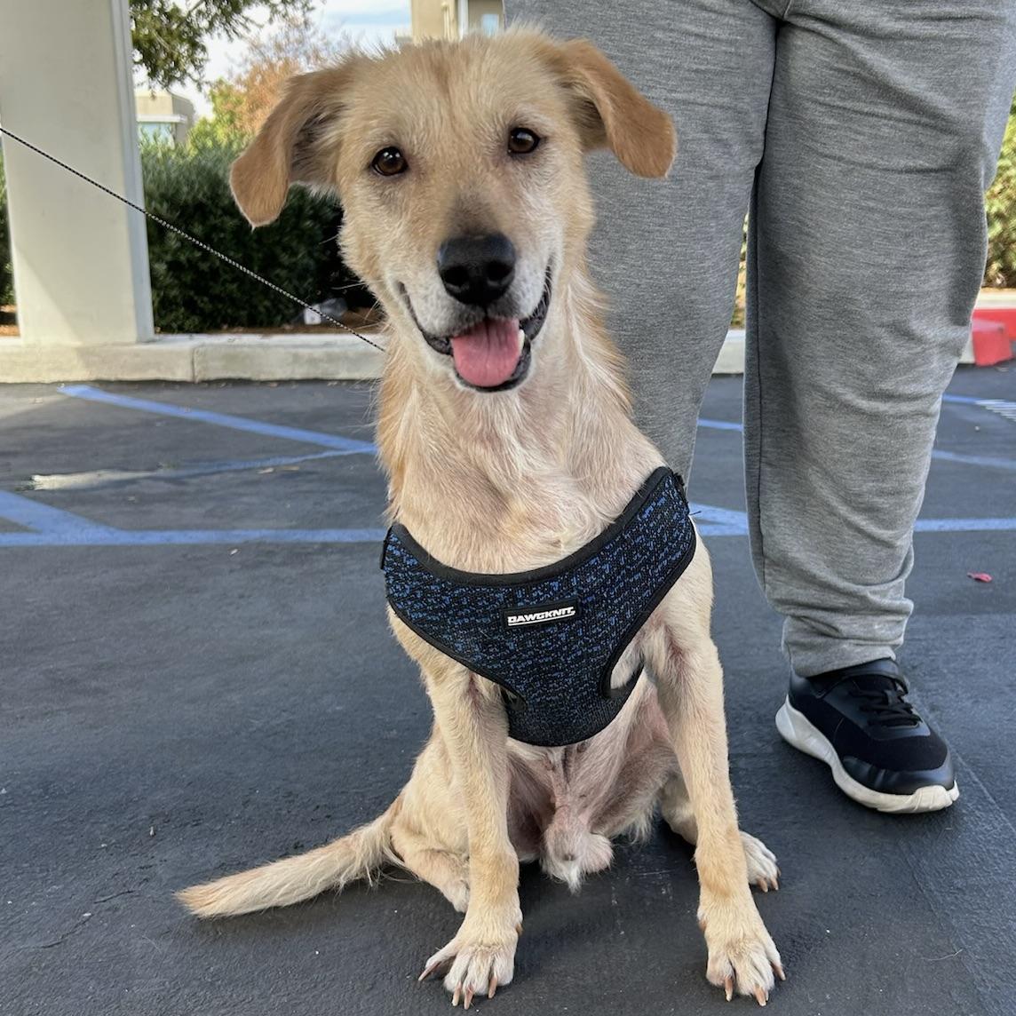 Enlarge Buddy, a Adoptable mixed breed in Huntington Beach, CA image 2/4