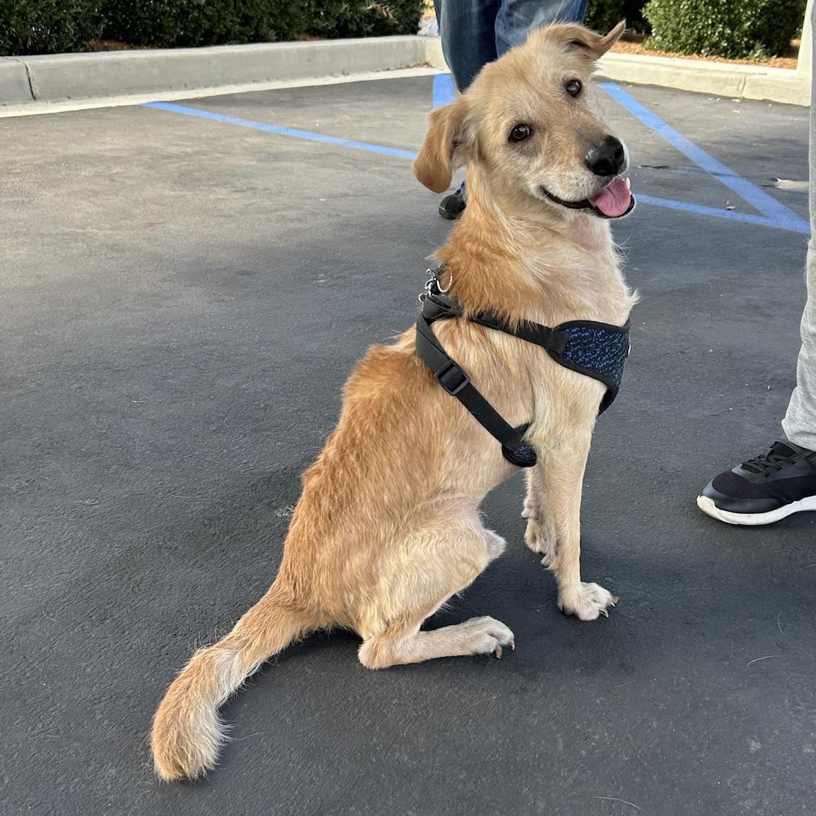 Enlarge Buddy, a Adoptable mixed breed in Huntington Beach, CA image 3/4