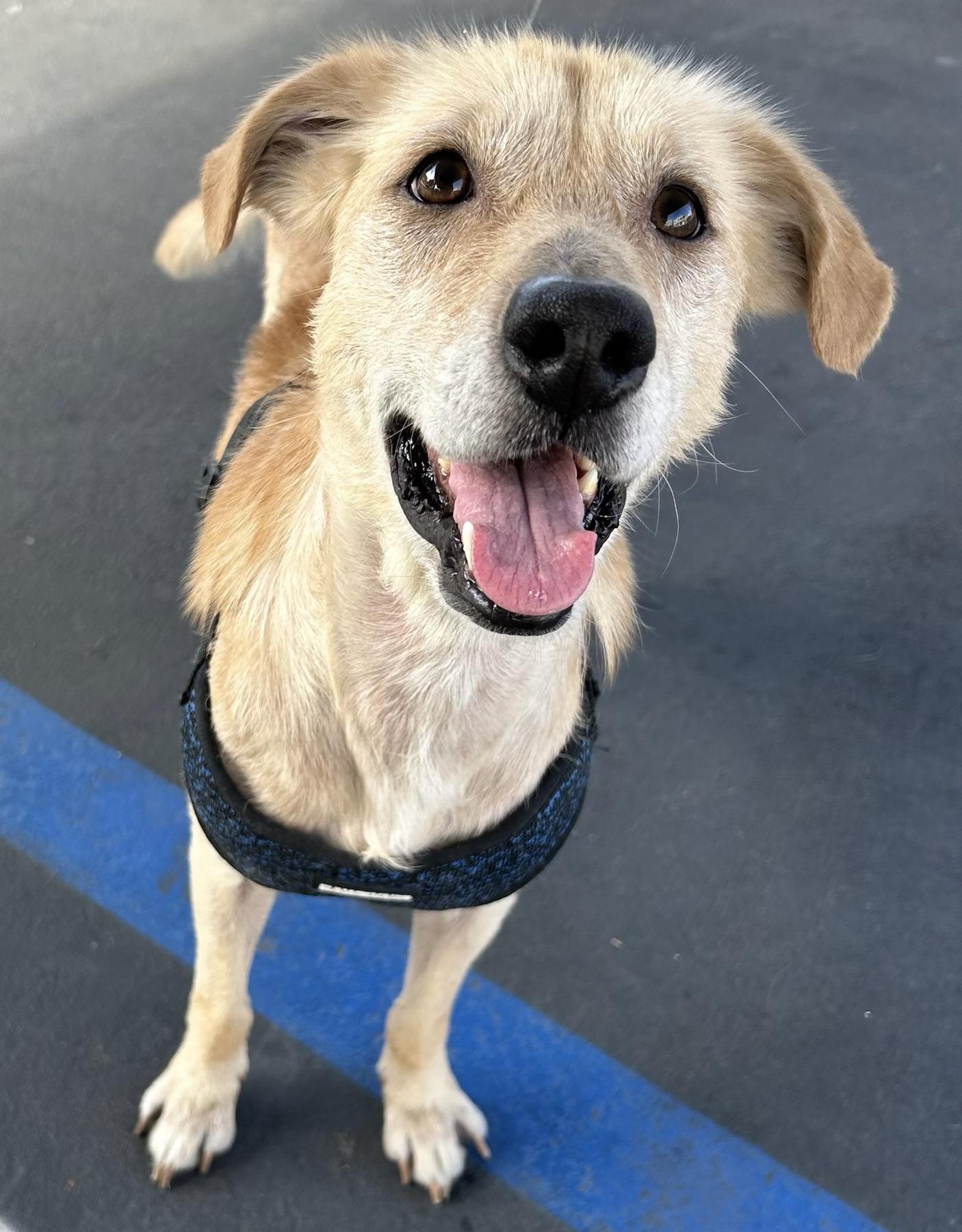 Enlarge Buddy, a Adoptable mixed breed in Huntington Beach, CA image 4/4