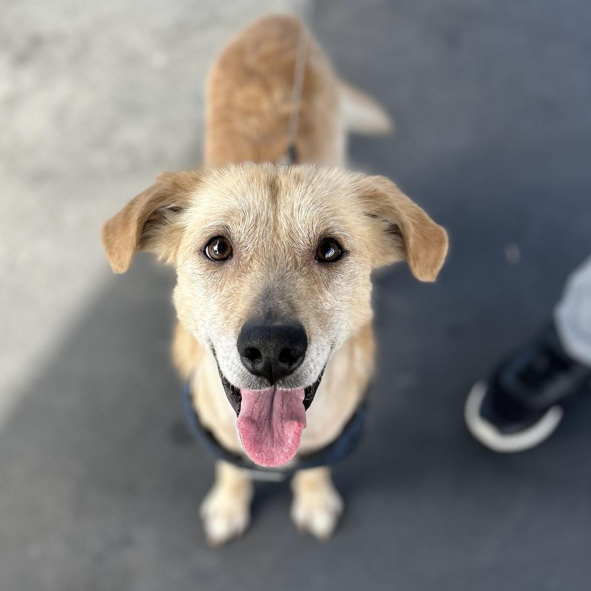 Enlarge Buddy, a Adoptable mixed breed in Huntington Beach, CA image 1/4