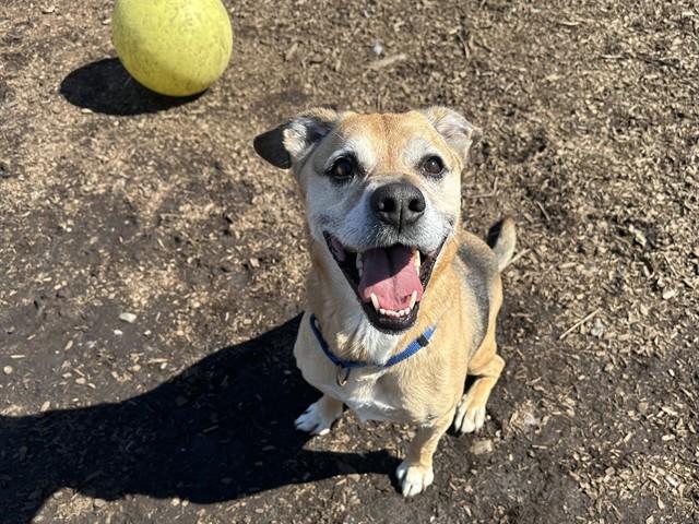 Enlarge LEWIS, a Adoptable mixed breed in McKinleyville, CA image 1/1