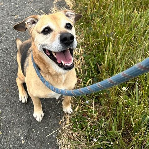 LEWIS, Adoptable, Adult Male German Shepherd Dog & Mixed Breed.