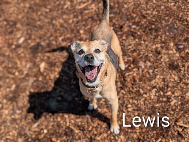 LEWIS, Adoptable, Adult Male German Shepherd Dog & Mixed Breed.