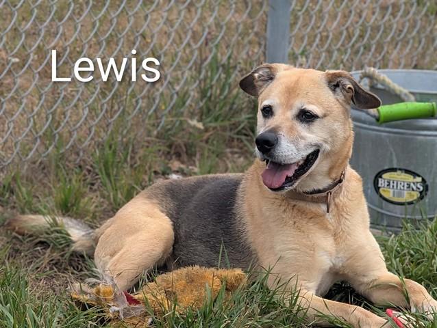 Enlarge LEWIS, a Adoptable mixed breed in McKinleyville, CA image 1/1