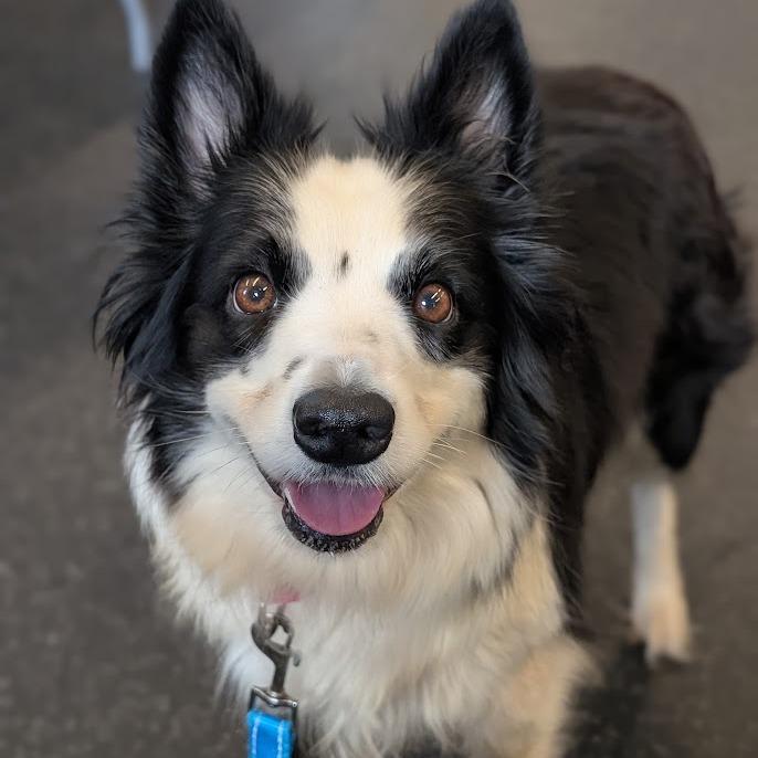 Luna, Adoptable, Adult Female Mixed Breed & Border Collie.