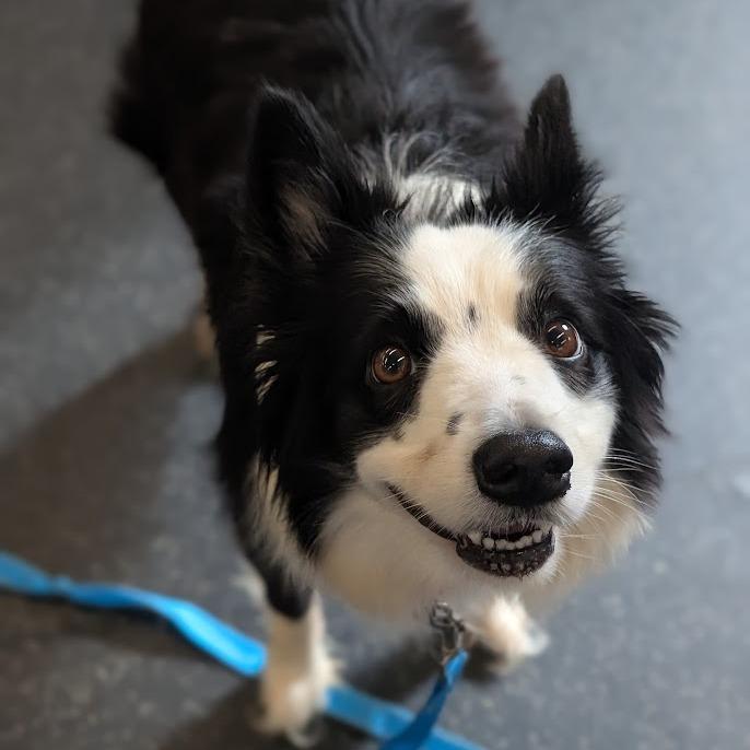 Enlarge Luna, a Adoptable mixed breed in West Olive, MI image 2/3