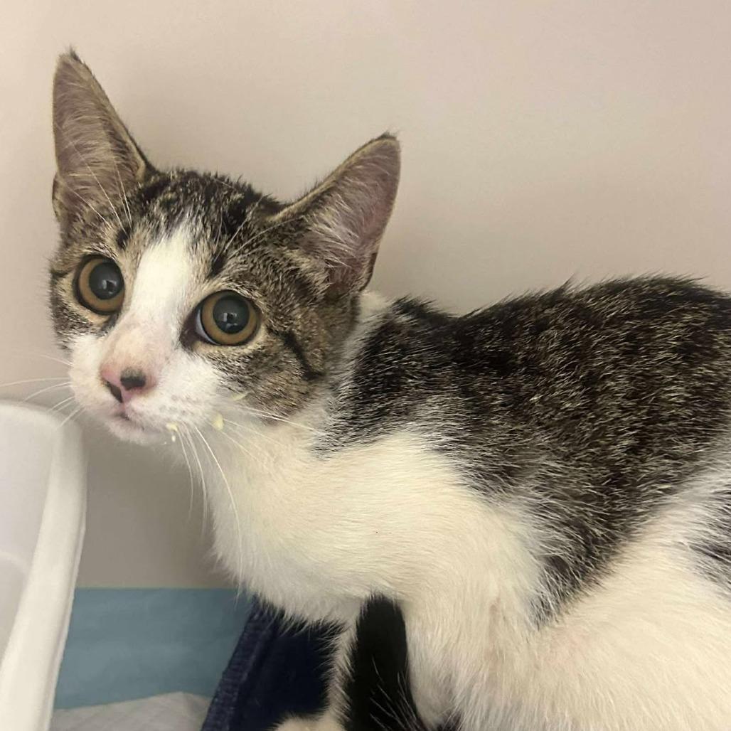 Apple, Adoptable, Young Female Domestic Short Hair.