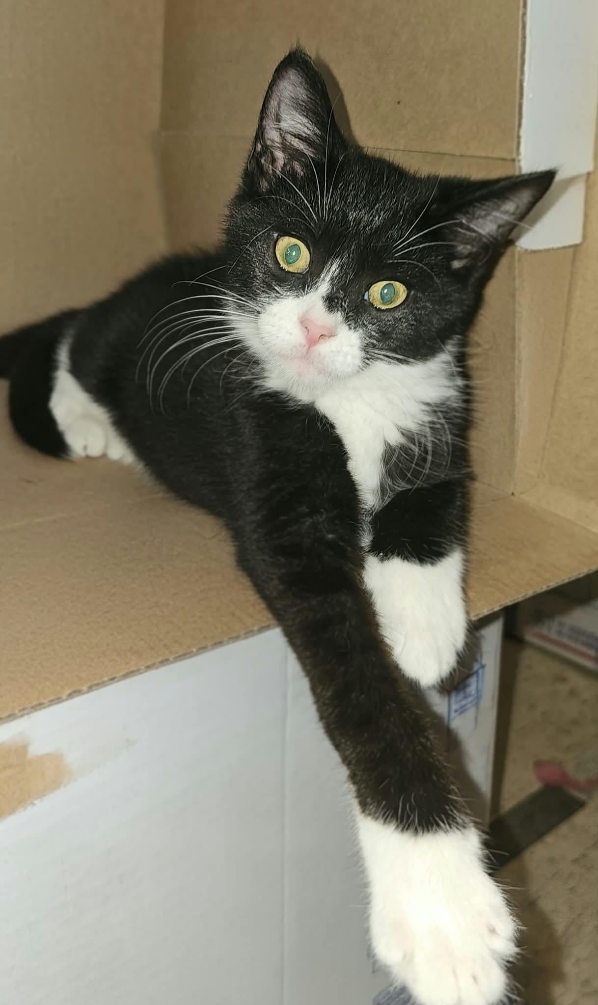 Enlarge Elvis, a Adoptable Domestic Short Hair in Belchertown, MA image 1/2