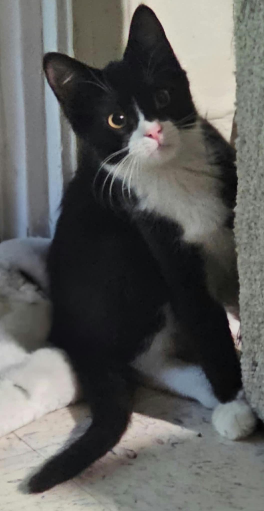 Enlarge Elvis, a Adoptable Domestic Short Hair in Belchertown, MA image 2/2