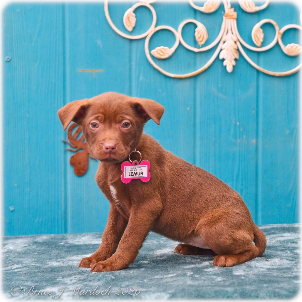 Enlarge Lemur, a Adoptable Pit Bull Terrier in Wake Forest, NC image 1/1