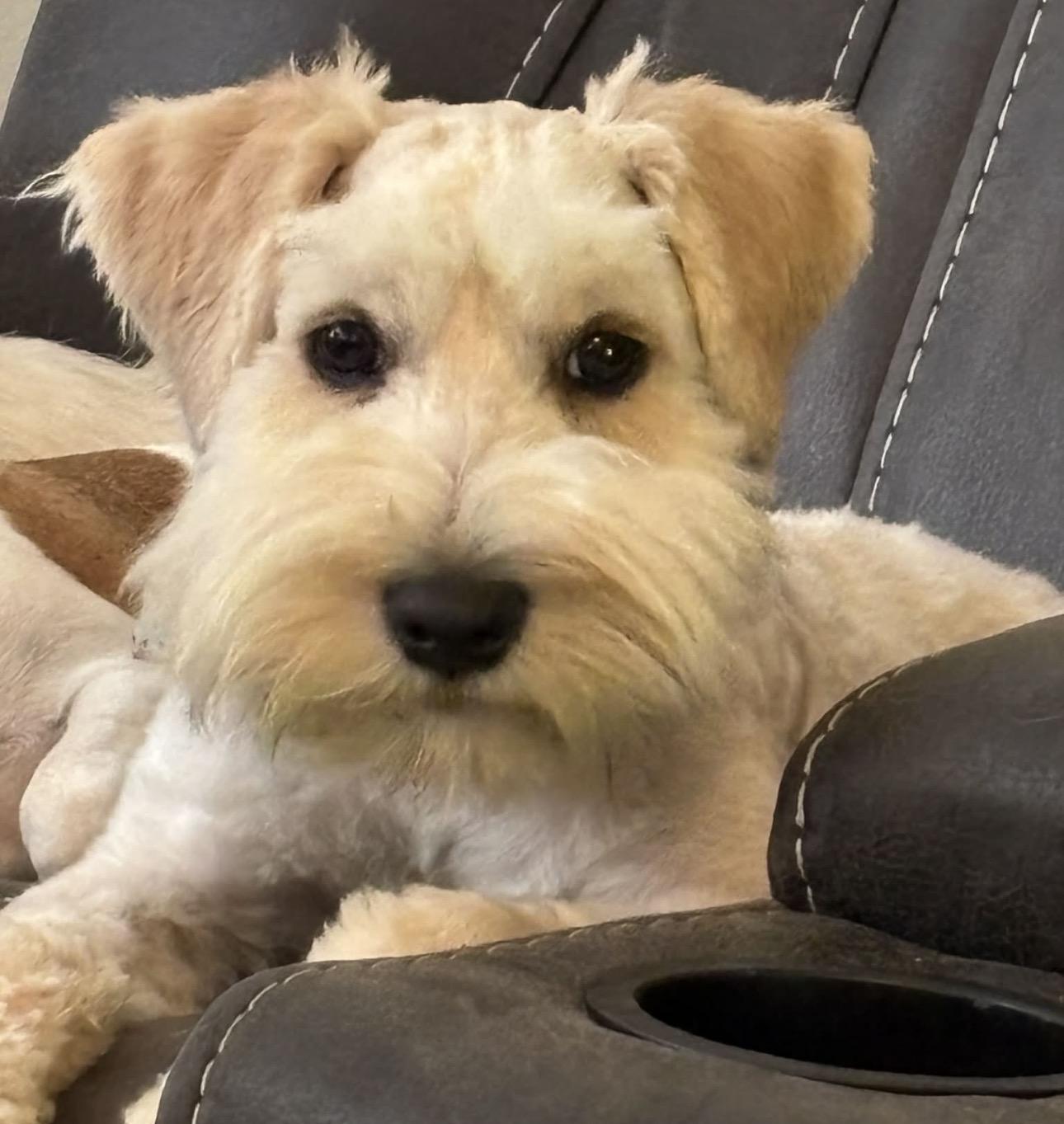 Enlarge Pogo, an adopted Miniature Schnauzer in Louisburg, KS image 2/4