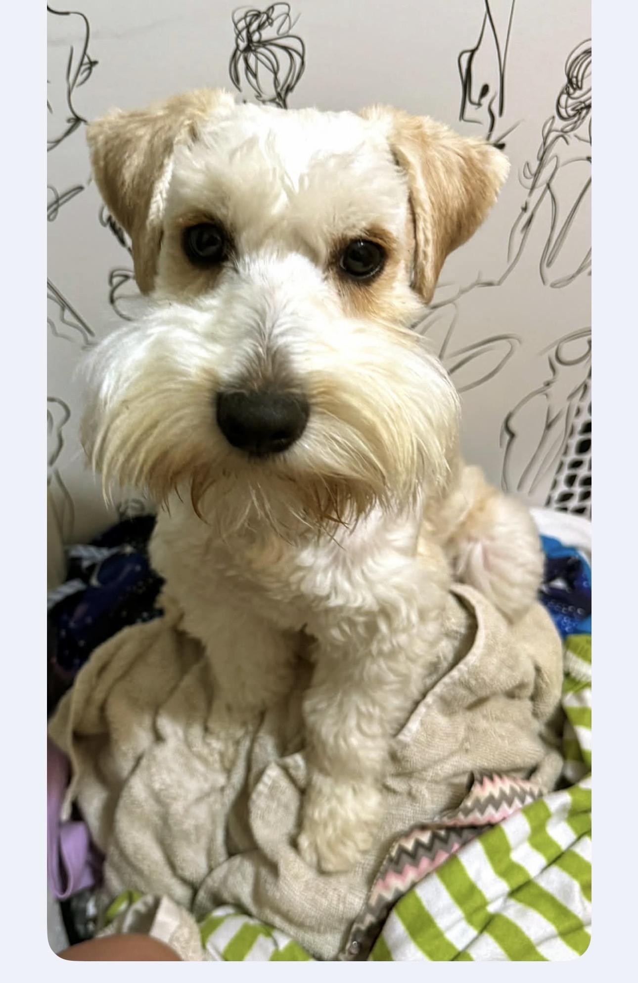 Enlarge Pogo, an adopted Miniature Schnauzer in Louisburg, KS image 4/4