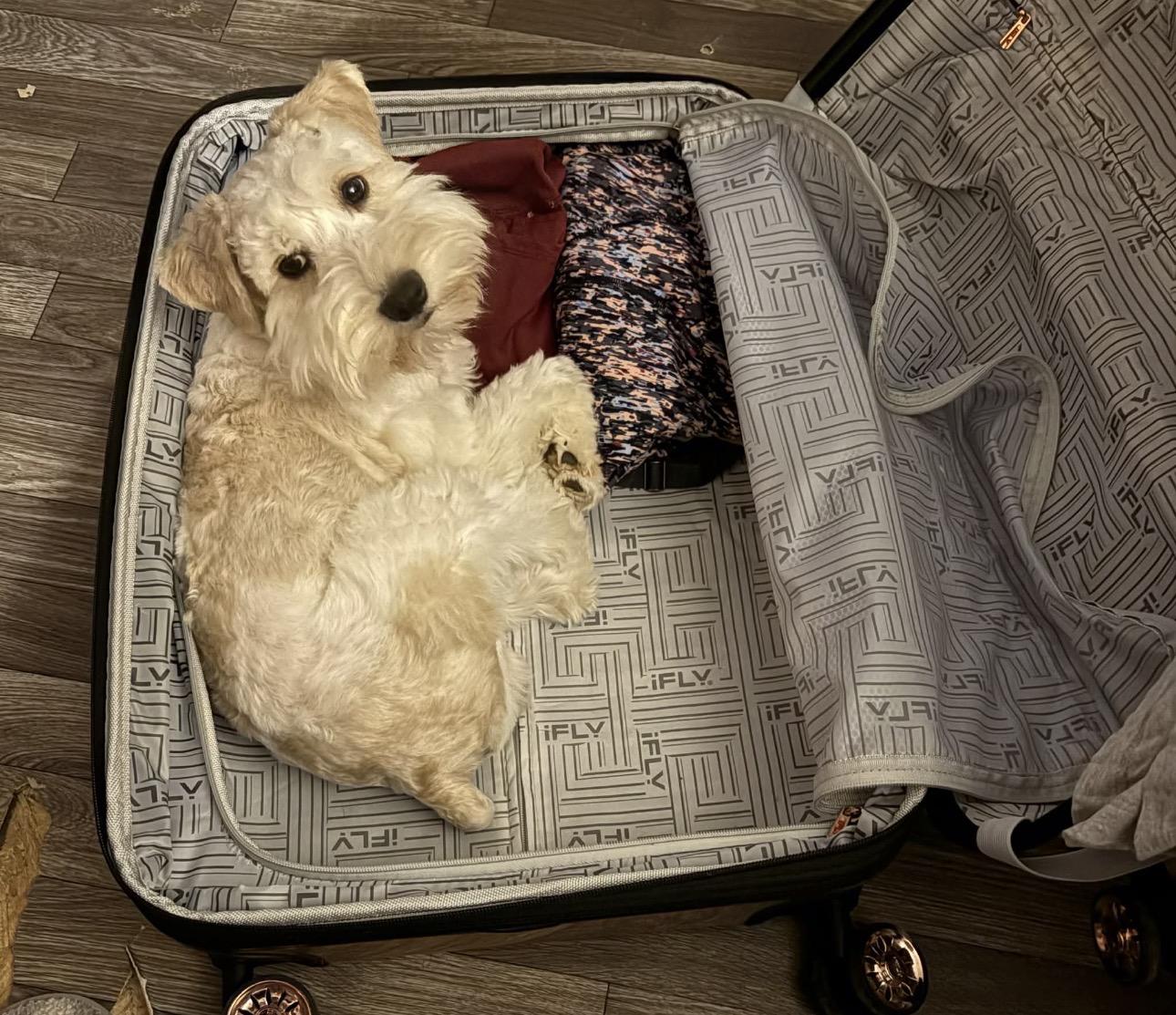 Enlarge Pogo, an adopted Miniature Schnauzer in Louisburg, KS image 3/4