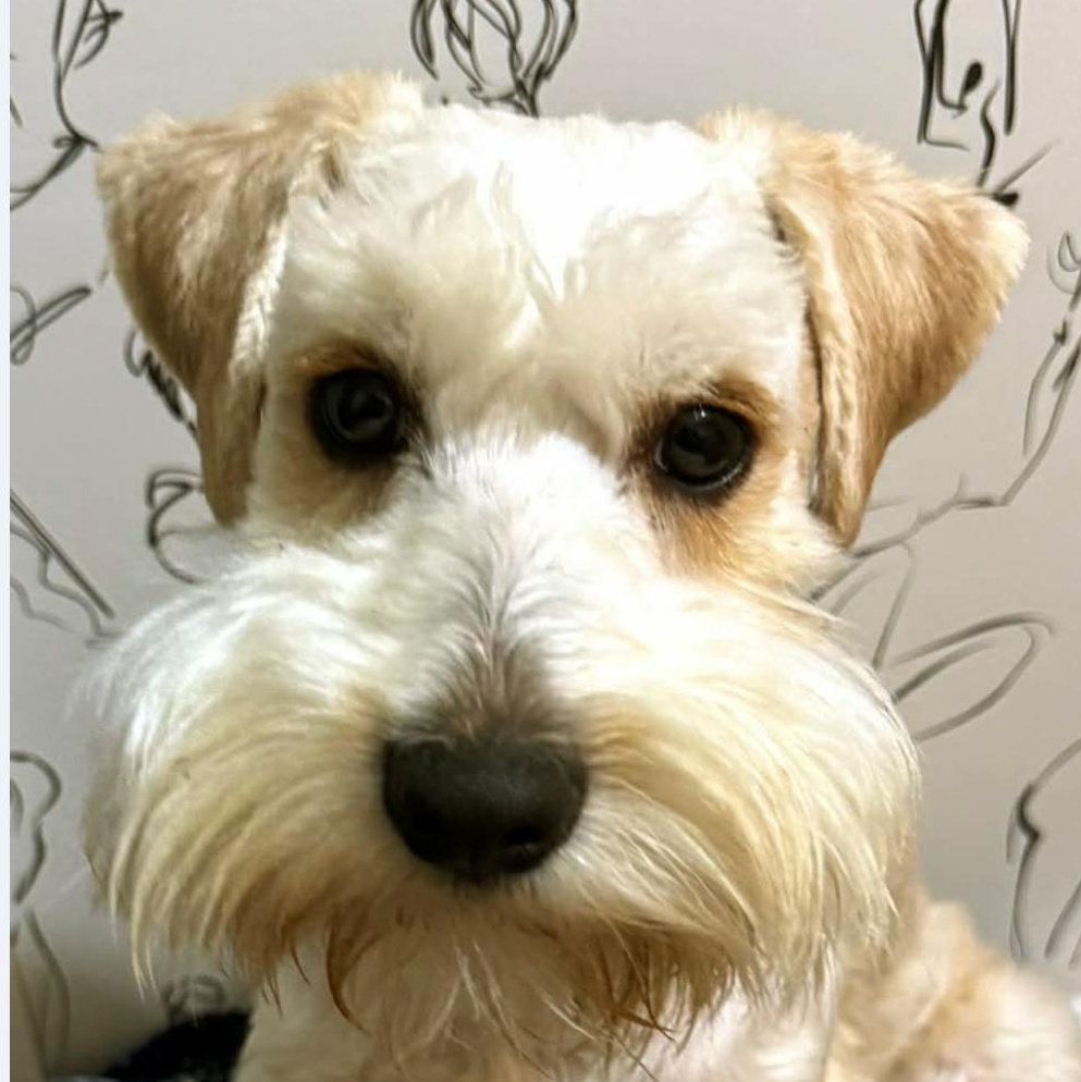 Miniature Schnauzers for Adoption in Larned, Kansas | Petfinder