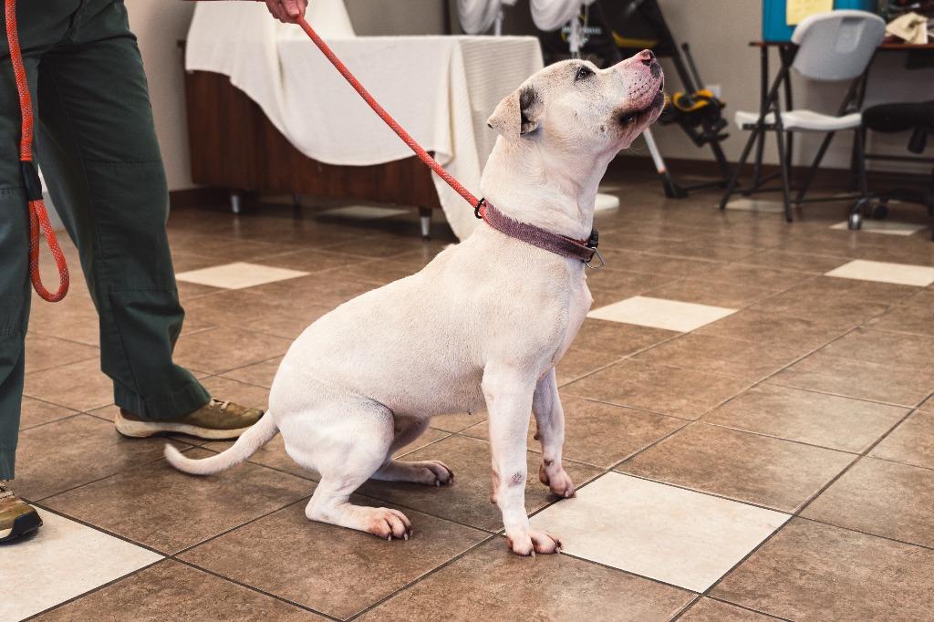 Enlarge Daisy, a Adoptable mixed breed in Mocksville, NC image 1/6
