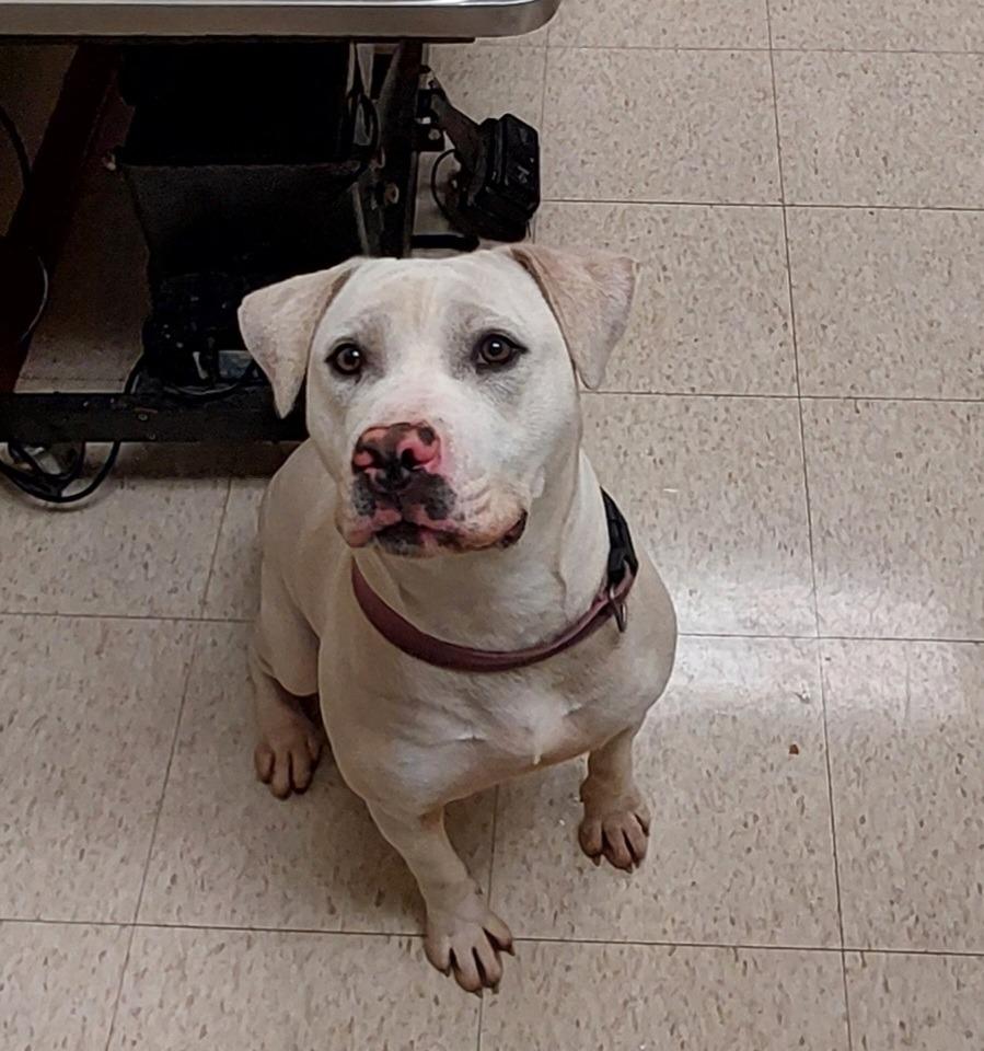 Enlarge Daisy, a Adoptable mixed breed in Mocksville, NC image 2/6