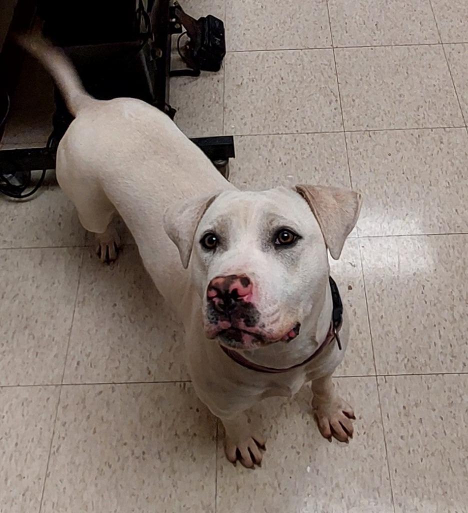 Enlarge Daisy, a Adoptable mixed breed in Mocksville, NC image 3/6